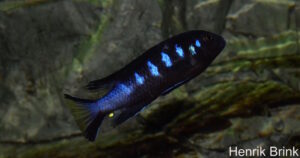 Metriaclima melissa 'Chewere'